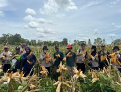 Polsek Merauke Kota Dukung Ketahanan Pangan, Panen Jagung di Kampung Semangga Jaya