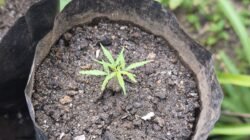 Polda Papua Barat Ungkap Kasus Peredaran Narkotika Jenis Ganja, Tiga Orang Diamankan