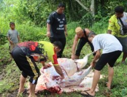 Momentum Idul Adha, Polres Sarmi Berbagi Kebahagiaan Melalui Pemotongan Hewan Kurban