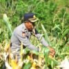 Panen Raya Jagung Polres Kaimana Seluas 2 Hektar