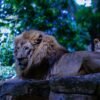 Ada Pengelola Baru, Pemkot Siapkan Tahapan Perizinan dan Transisi Operasional Bandung Zoo