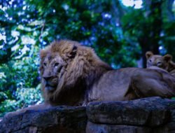 Ada Pengelola Baru, Pemkot Siapkan Tahapan Perizinan dan Transisi Operasional Bandung Zoo