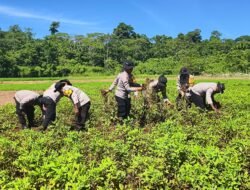 Polsek Bonggo Bersama Kelompok Tani Papua Nusantara Panen Kedua Kacang Tanah, Wujud Nyata Dukung Ketahanan Pangan