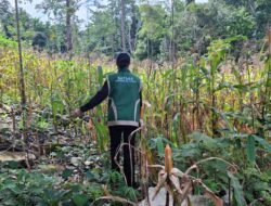 Sinergi Polri dan Petani Berbuah Hasil, Jagung Hibrida Wurkendik Berhasil Dipanen